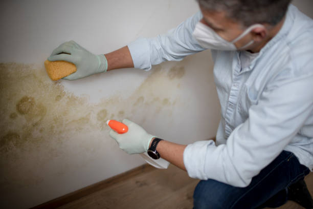 Best Attic Mold Removal  in Stony Prairie, OH
